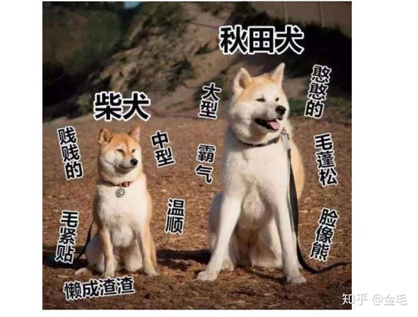 狗狗体型分类 常见的大中小型犬都有哪些 知乎