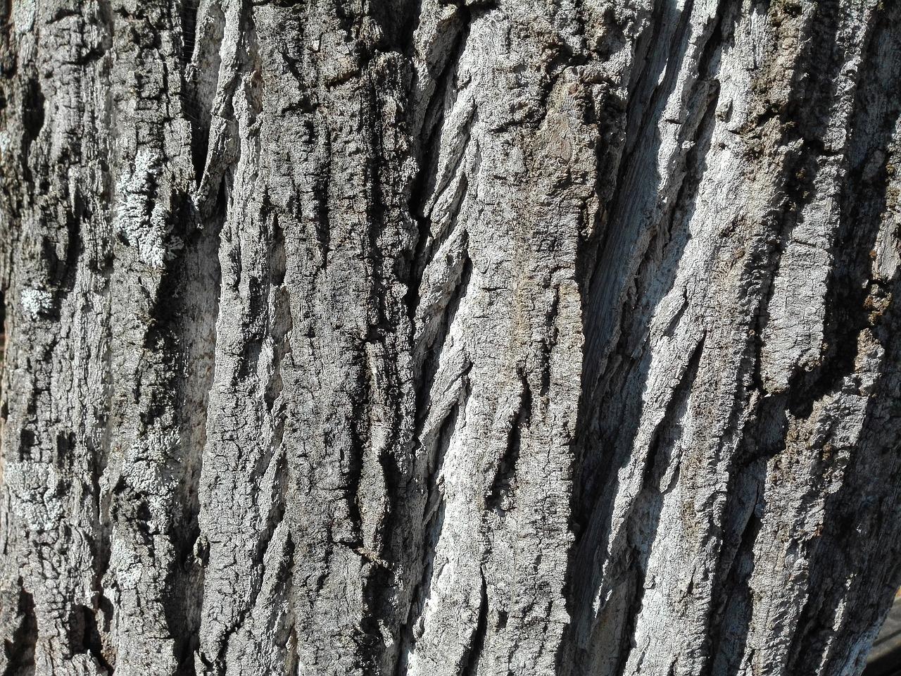 树皮房是什么风格