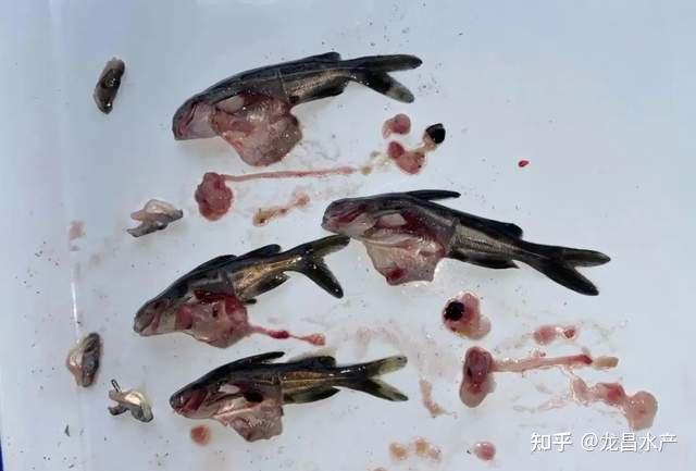 广东5两黄骨鱼,突破20元/斤!价格突飞猛进,但鱼病却不得不防! - 知乎