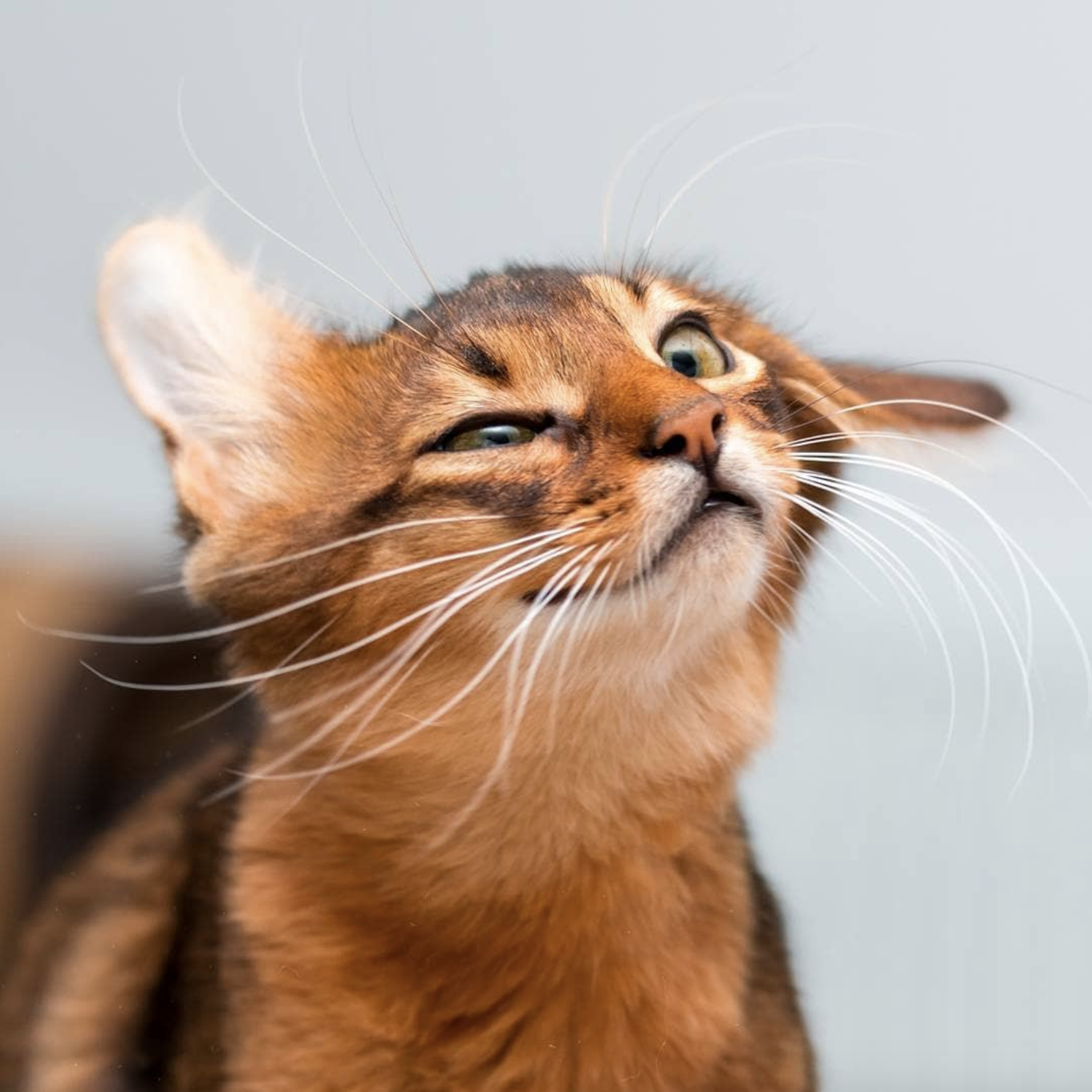 吸猫大会索马里猫errol