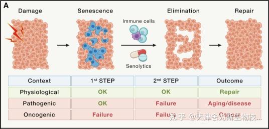 Cell | 研究衰老之十二个衰老标志揭秘机体衰老过程 - 知乎