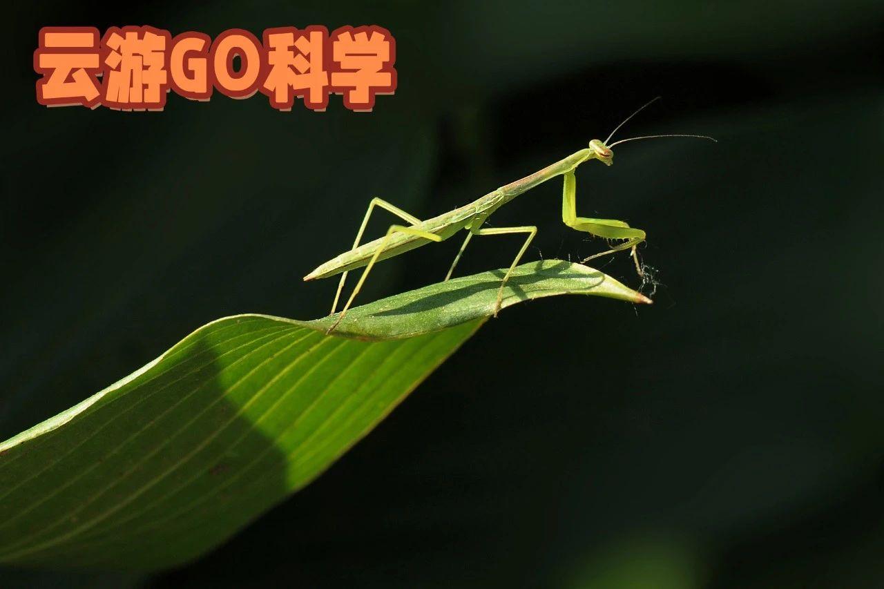 中华鼻蜡蝉-中国昆虫生态-图片