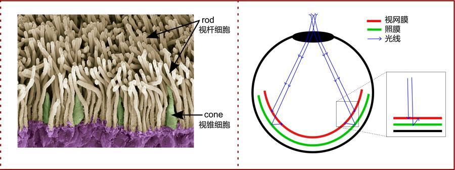 在這方面我們和它們比起來簡直扎心了,所以說,生理結構也決定了,貓