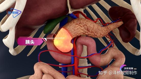 胰的位置及吃什麼對胰腺好? - 知乎