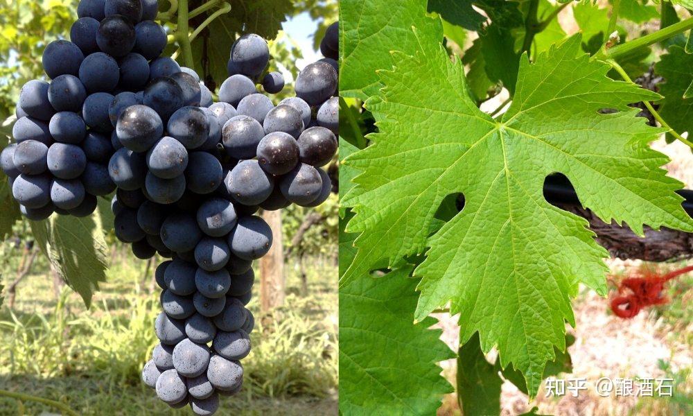 桑娇维塞的前世今生三完结篇