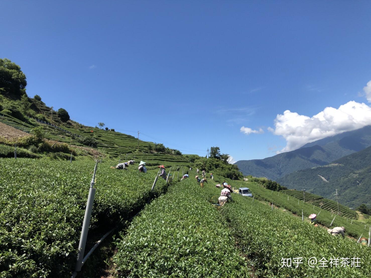 台湾的高山乌龙茶的品质如何?在大陆这边属于