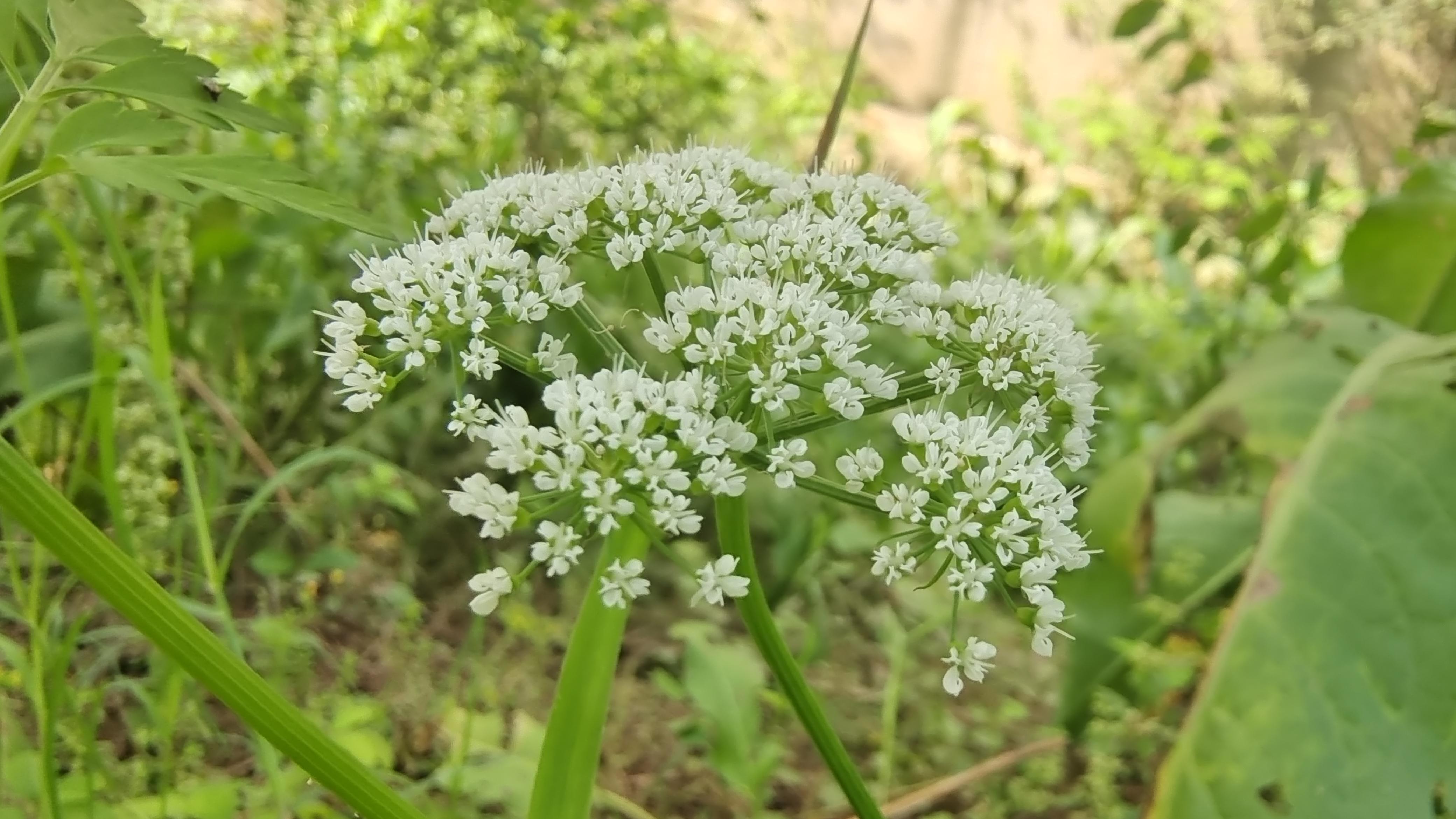 美丽吉安之赏花系列水芹花开风景美