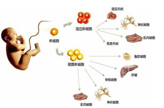 決定人胚胎幹細胞神經分化的分子機制_鄭大中科博生