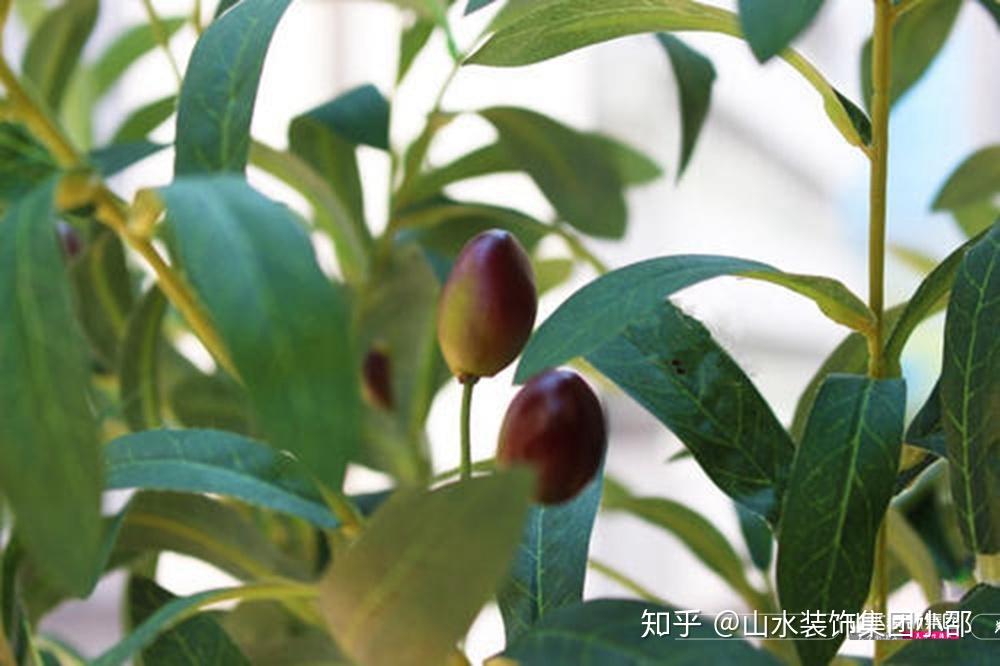 适合在家里种的大型树 v2-58100bdcf820fc56256ea69e595e6cf0_r.jpg