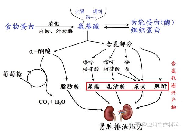 他汀类等药物_他汀类药物有哪些_他汀类药物有哪些名称