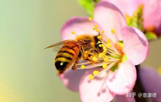 蜂蜜的前世今生《一》——蜂蜜是怎么来的 知乎