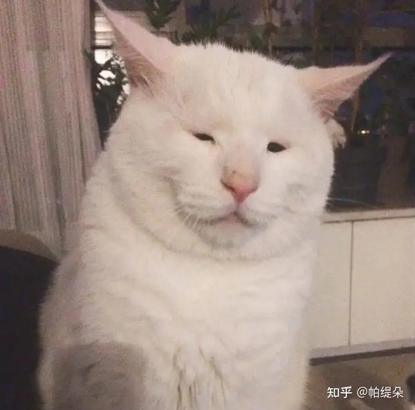 “猫丑成这样，还能要吗？！” - 知乎