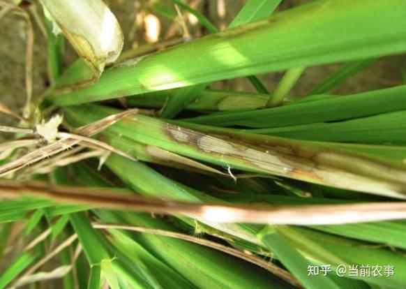 卷叶虫稻曲病,稻瘟病,纹枯病,细菌性条斑病水稻破口期主要发生病害是