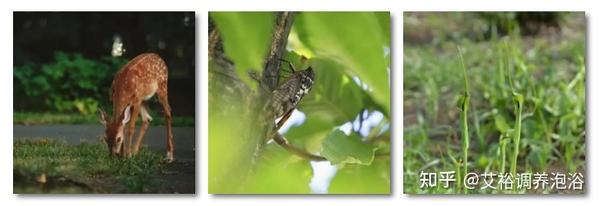 21年夏至是几月几号 21年夏天是几月几号 21年入伏时间和出伏时间