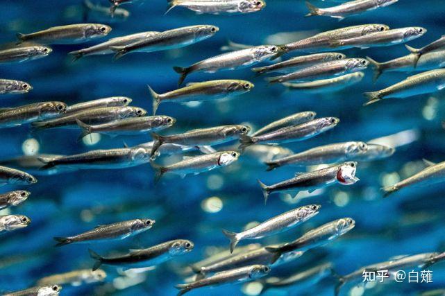 吃深海鳀鱼的好处有哪些？富含DHA、EPA、矿物质和蛋白质 - 知乎