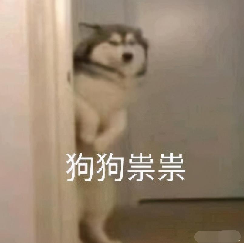 发狗子文案沙雕,发狗子文案沙雕搞笑
