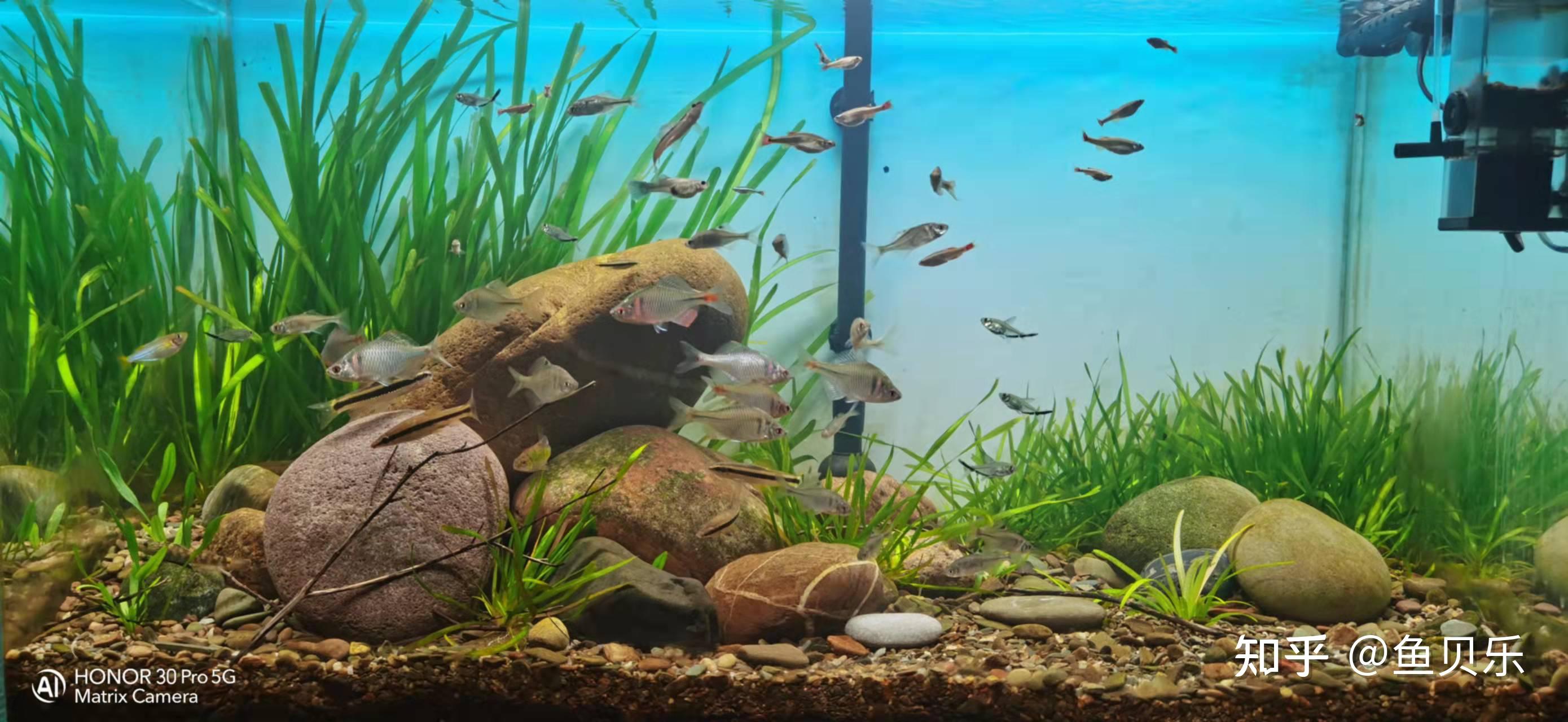 鱼缸底砂对鱼缸生态系统起到哪些重要作用？ - 知乎