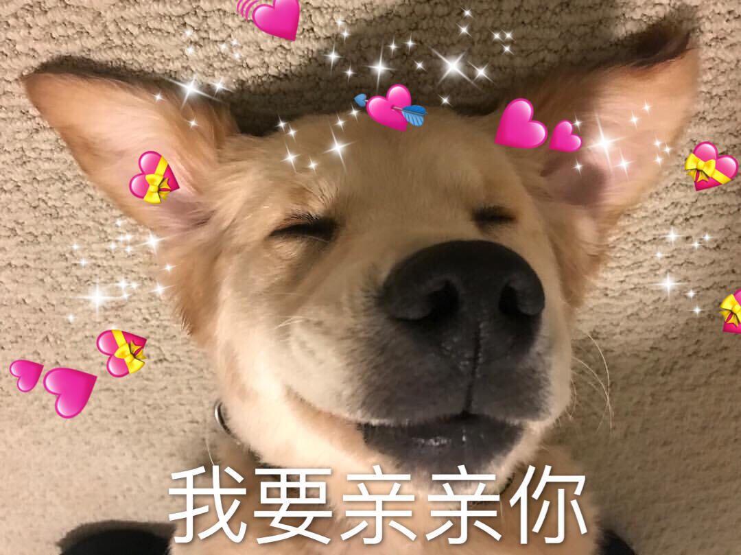 uu们有没有一些可爱狗子的表情包哇