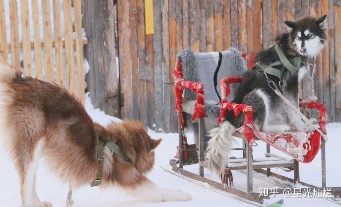 近期去哈尔滨雪乡旅游必看攻略(行程+费用)-哈尔滨雪乡旅游攻略分享