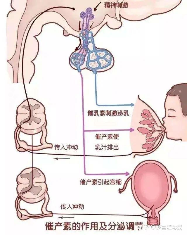 请教了10位催乳专家总结追奶的3大绝招用过的都说有效