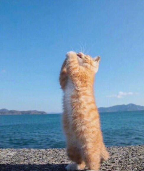 v2-582b13aaff6a32879cfcd8eedb090679_1440w.jpg?source=172ae18b