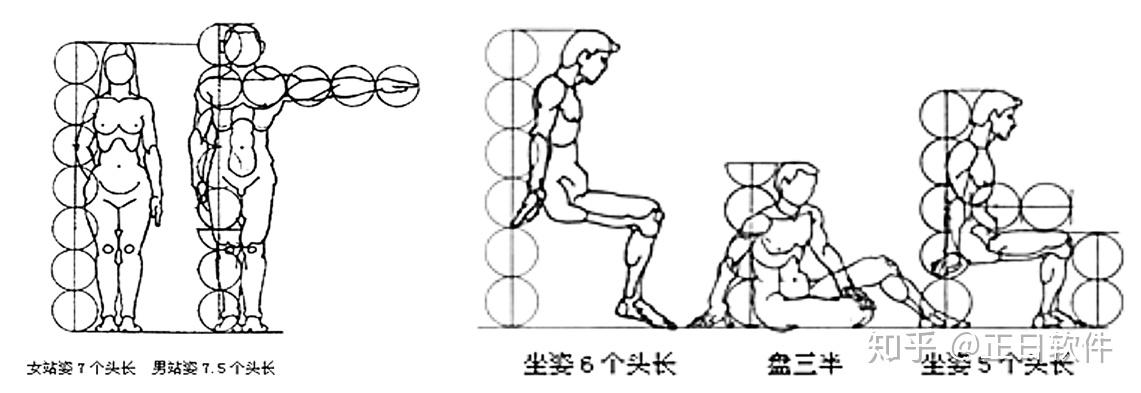 在人体造型中,通常用"头长"做基本单位,来比较人体各部分与整体之间
