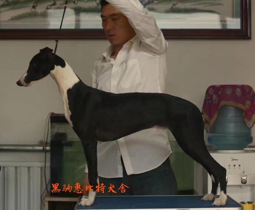 小小黑--黑驹惠比特犬舍