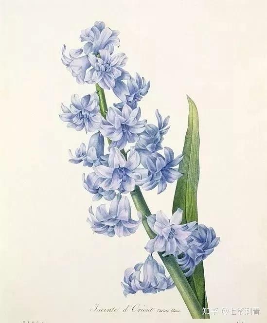 风信子花语——喜悦,爱意,幸福浓情,永远的怀念风信子(白):恬适风信子