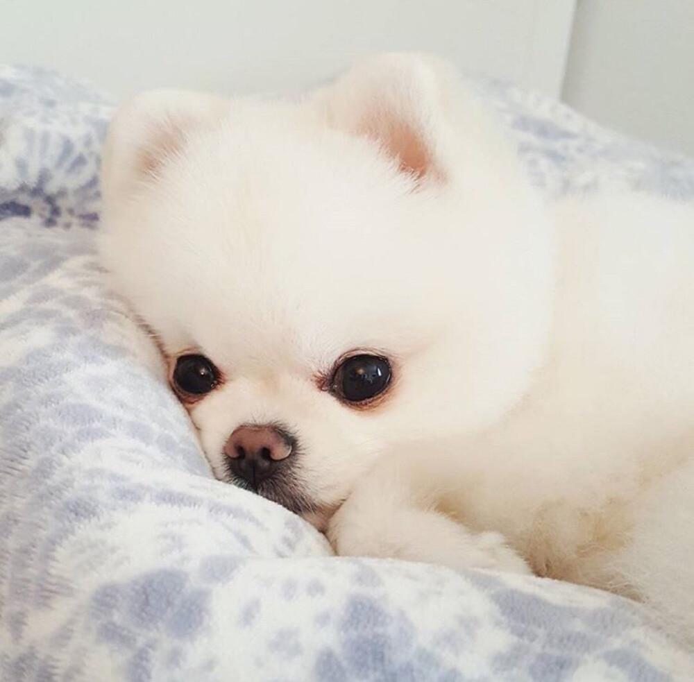 有什么好看的小动物头像? - 知乎