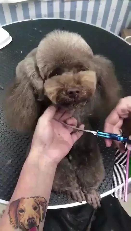 如何给狗狗剪脐带 v2-584c173148f29ada2a10eb662074760d_1200x500.jpg