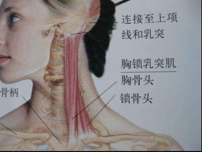 【干货】每天分享一块肌肉——胸锁乳突肌 - 知乎