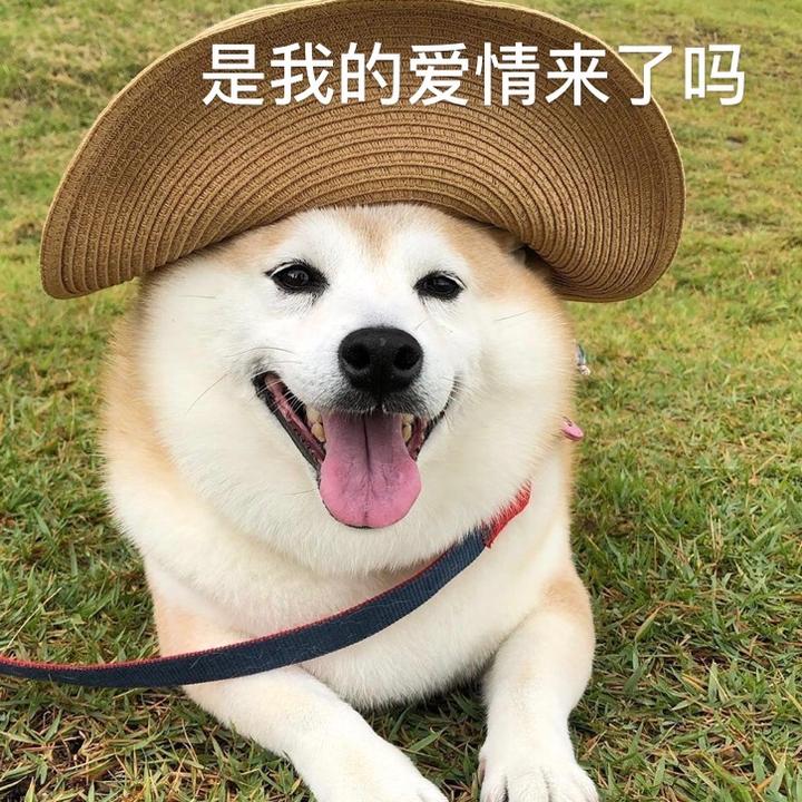 舔狗日记4月22日晴 知乎 舔狗日记4月22日晴 知乎