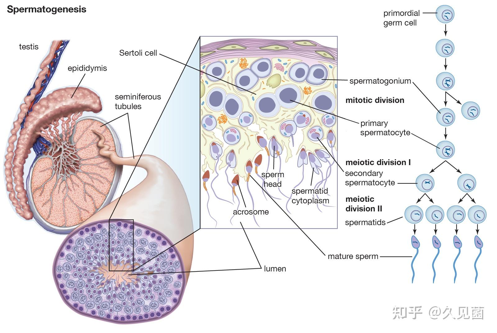 在进行增殖和分化时有着严格的模式,生精上皮按照顺序成功完成每一个