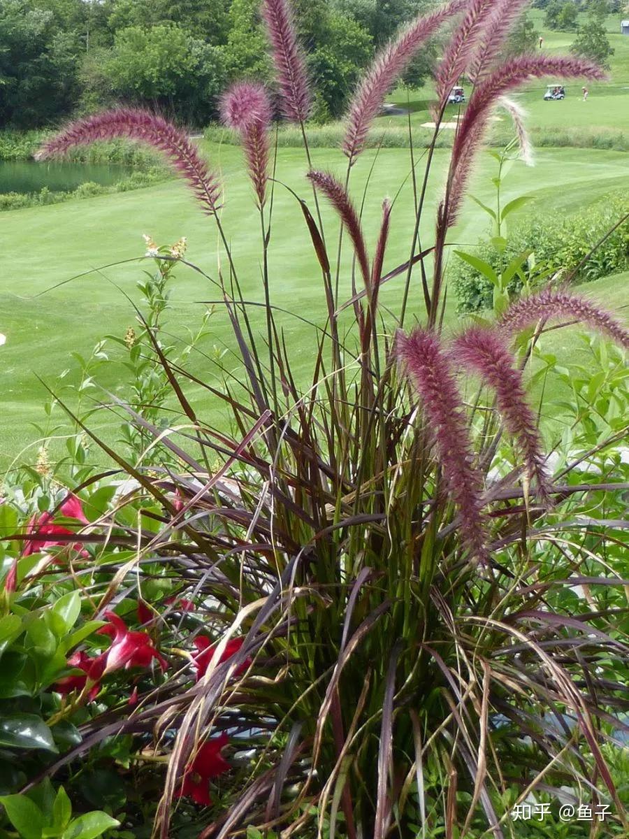 玩草佳品血茅草的鉴赏与养护