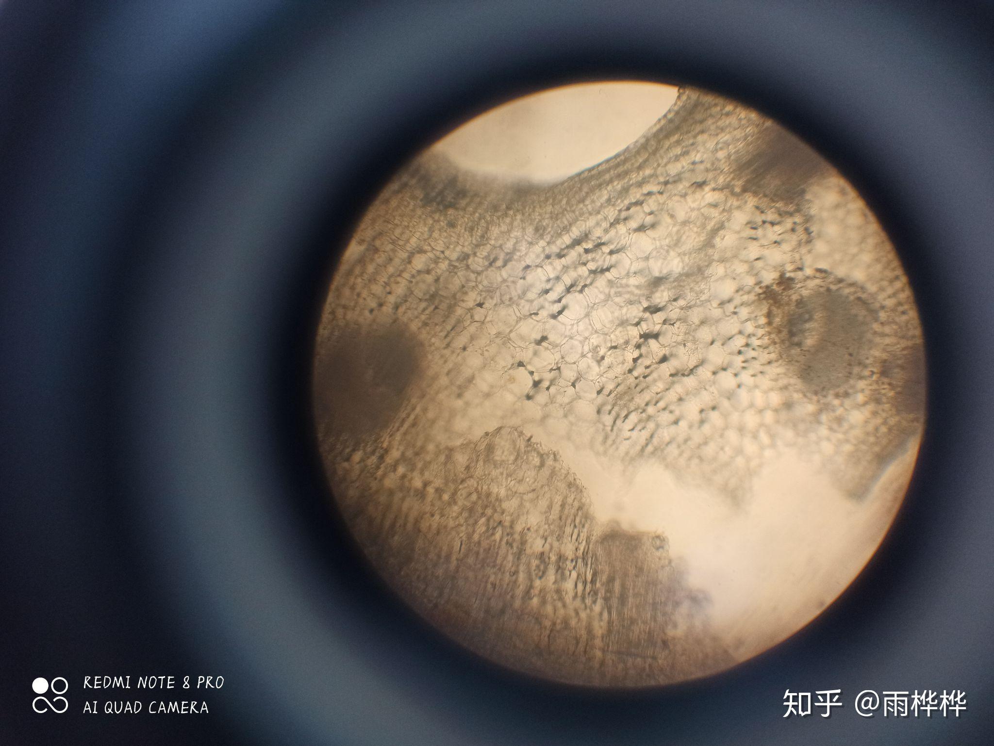 可以是细胞观察图,最好是手绘图,谢谢大家? - 知乎