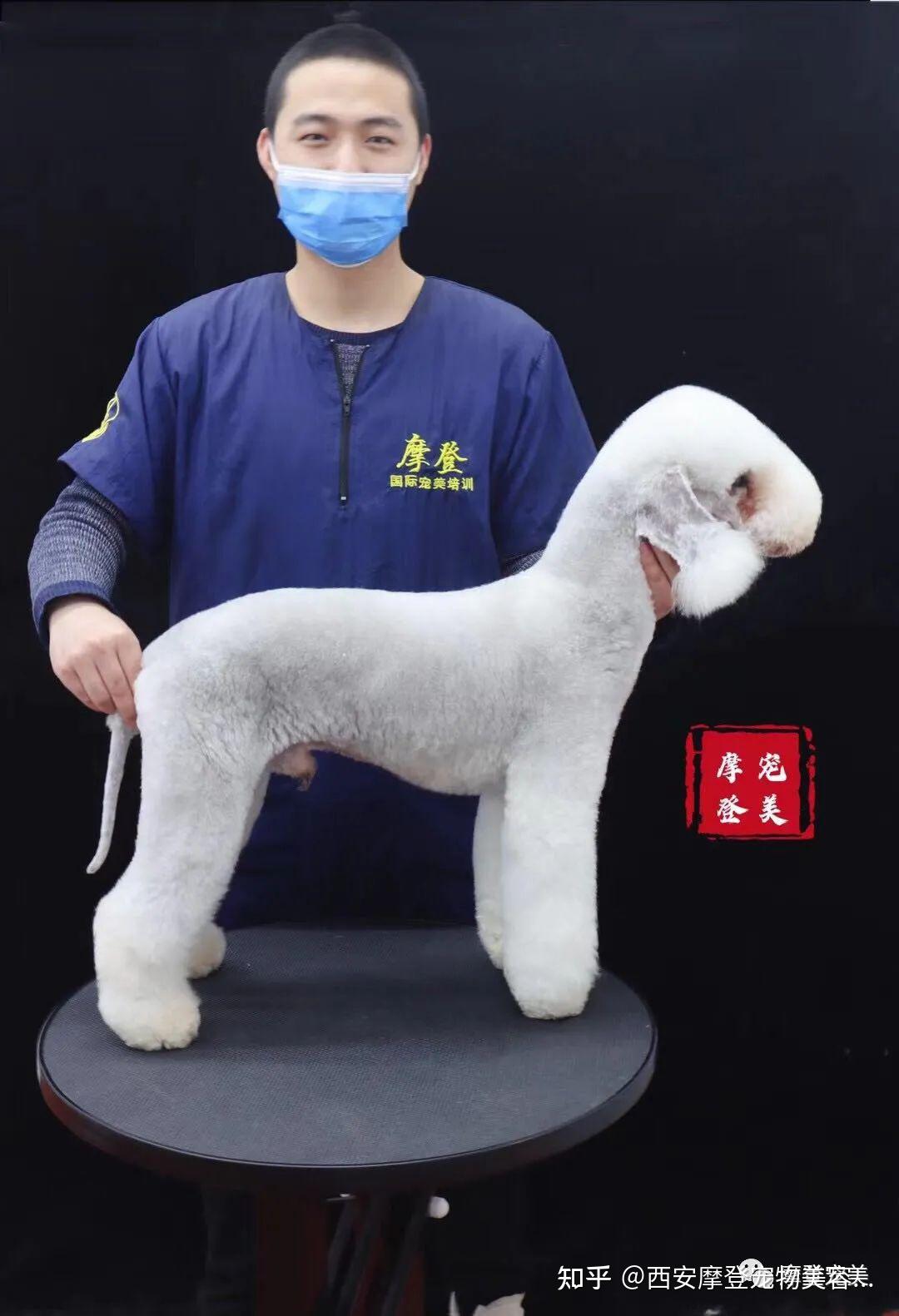 贝灵顿梗标准造型日韩萌系带腮八字头配高耳位泰迪飞耳小圆头摩登国际
