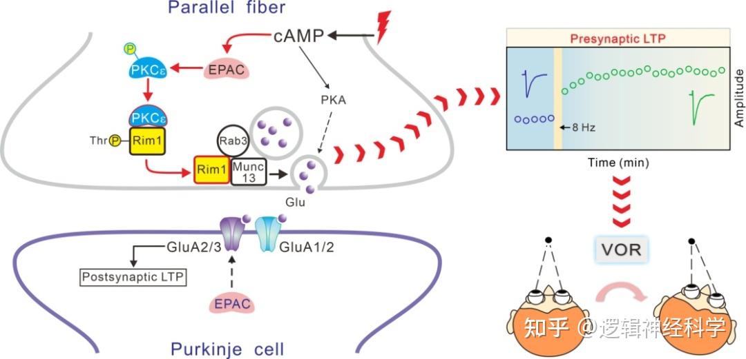 eLife︱浙江大学医学院沈颖团队找到诱导突触前长时程可塑性的重要模块 - 知乎