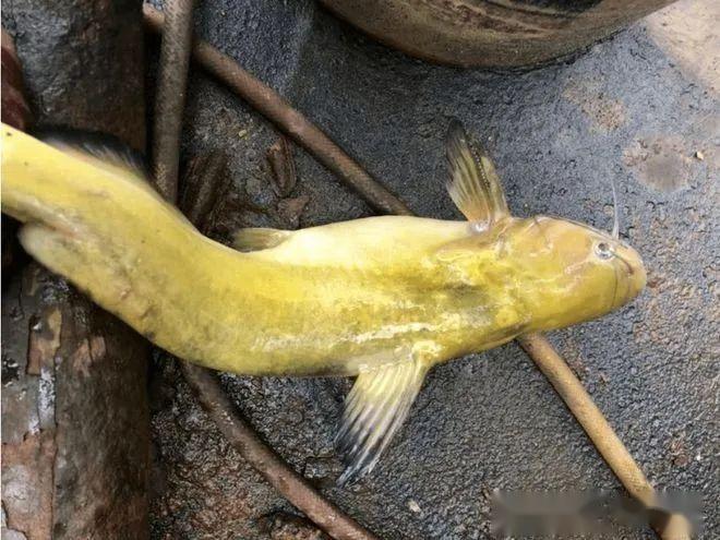 成精了江西男子钓获12斤黄辣丁体型硕大极为罕见