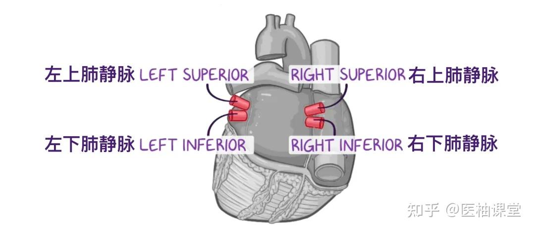 人体解剖学基础：心脏 - 知乎