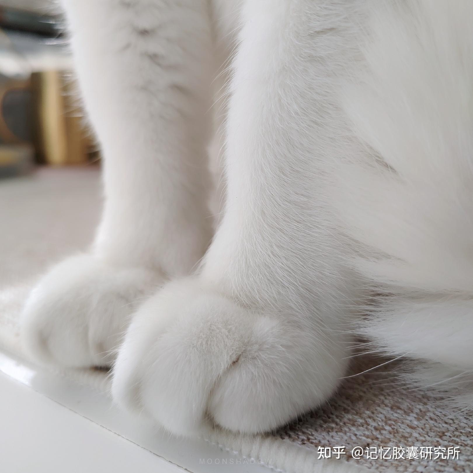 [红色胶囊]猫精小白与铁拳小肥的故事（下） - 知乎