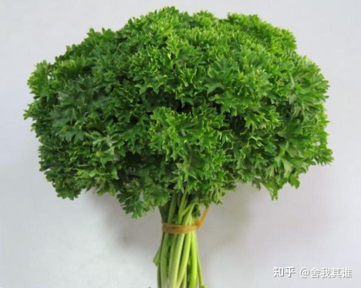 欧芹的营养与功效 - 知乎