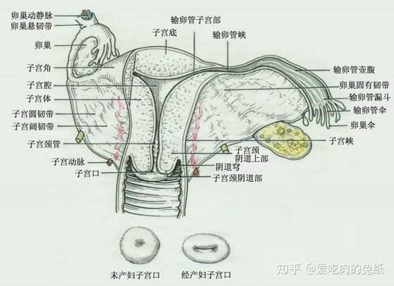 宫颈管解剖结构图片