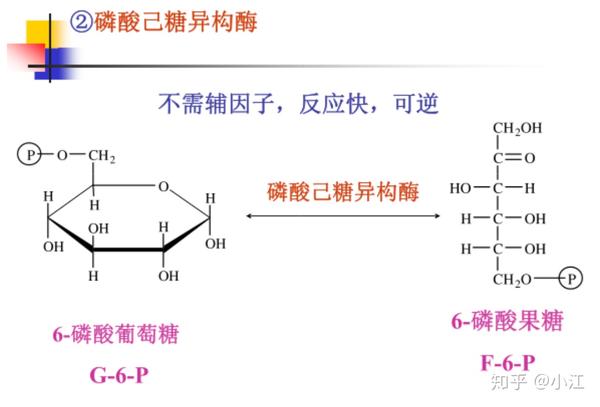 异构酶类中的磷酸己糖异构酶的辅因子是什么?