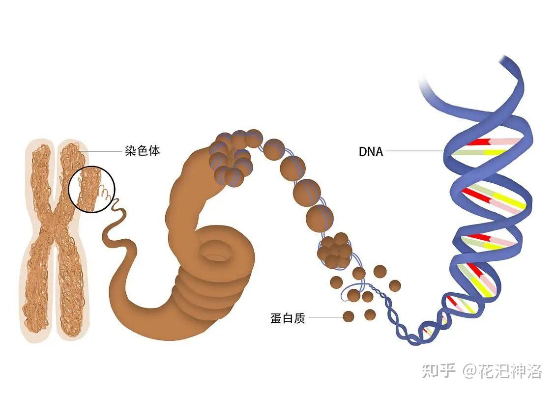 染色体是这样被定义的:染色体是细胞在有丝分裂或减数分裂时,dna存在