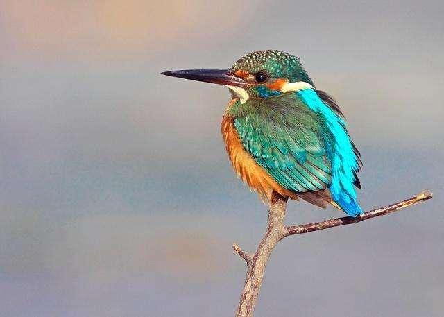 嗯,但其实翠鸟也蛮绿的呀