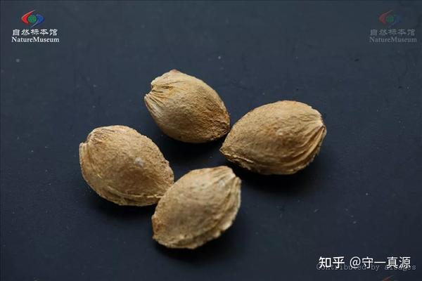 中药鉴定|脱了“马甲”的桃仁和苦杏仁,你还会分吗? - 知乎