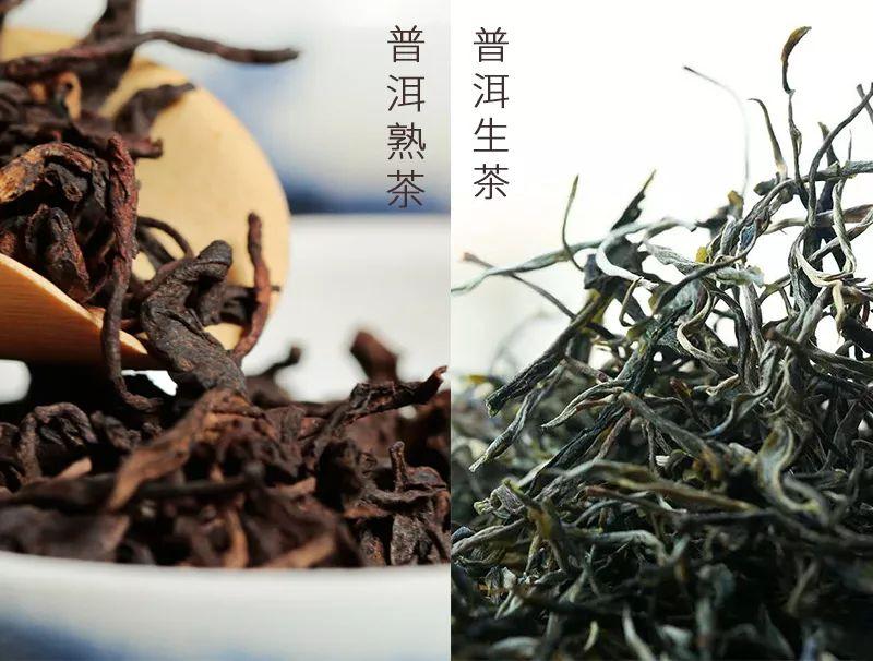 普洱生茶和普洱熟茶普洱茶普洱生茶普洱熟茶