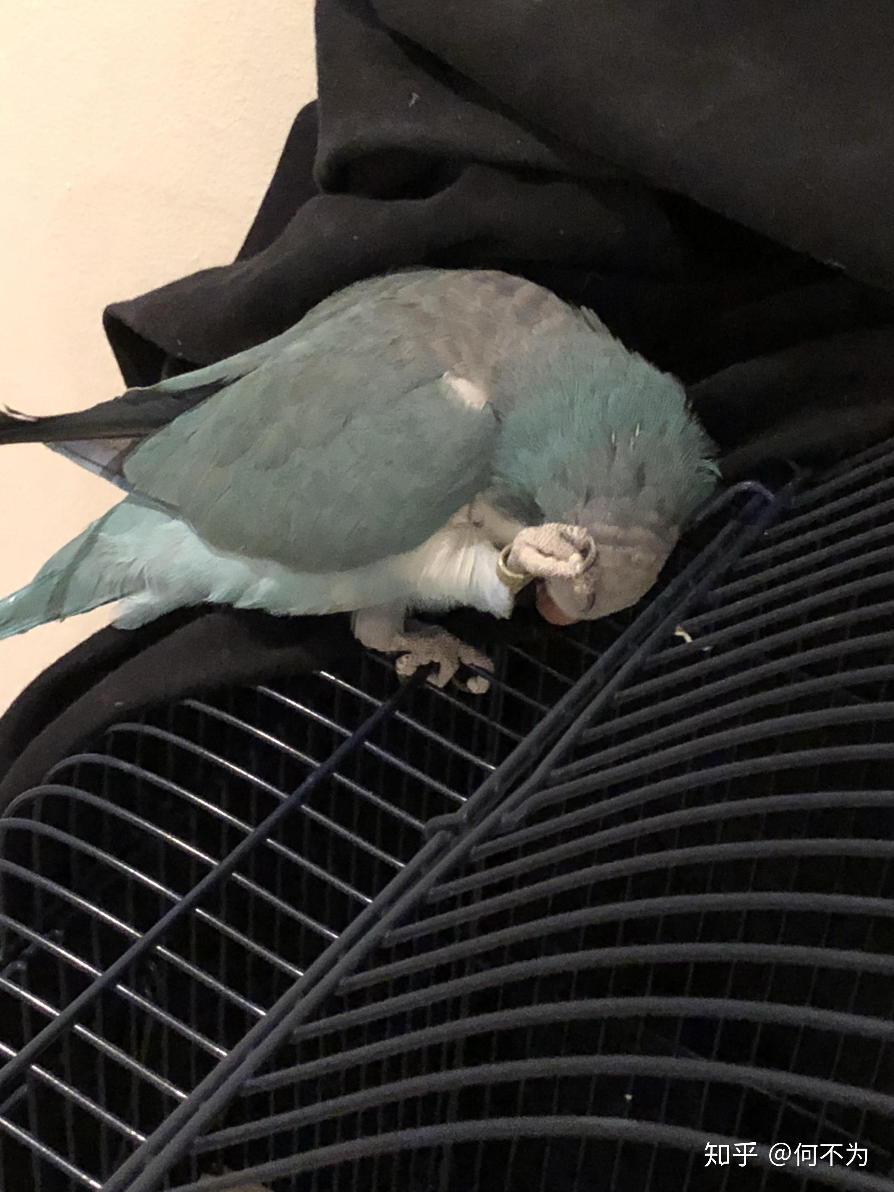 鹦鹉是怎么睡觉的? - 知乎