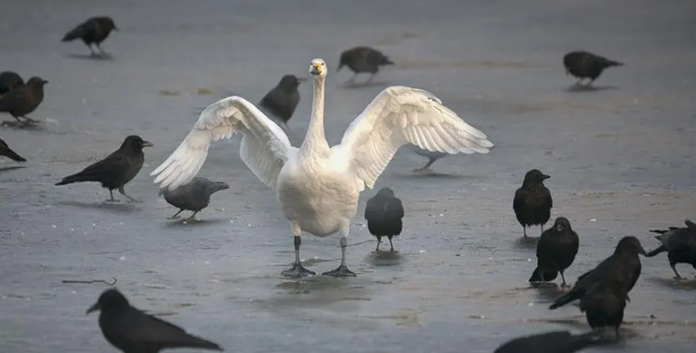 有必要强迫自己合群吗? - 知乎