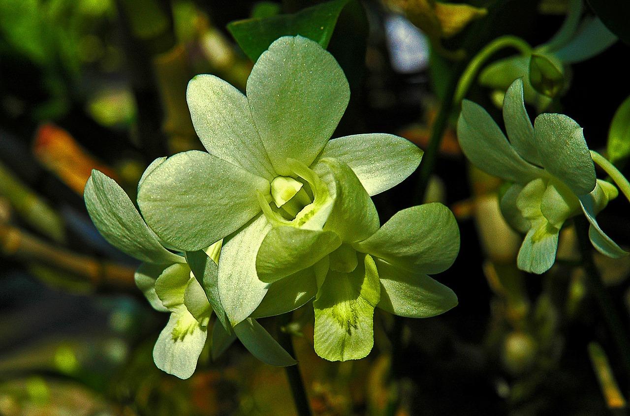 4. 兰根养护方法